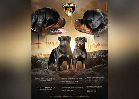 Rottweiler welpen
