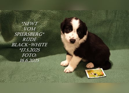 Border Collie-Welpen , black-,choco-,red-white und red-,black-merle