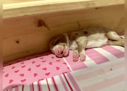 Red Merle Hündin, Australian Shepherd
