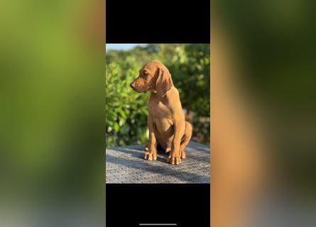 Magyar Vizsla Welpen in Erwartung