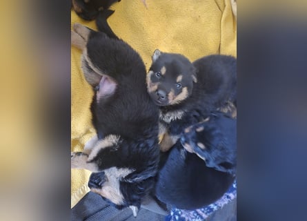Rottweiler Schäferhund Mischling