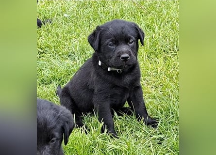 Labrador-Mix Welpen
