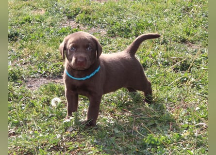 LABRADOR WELPEN Reinrassig mit Ahnentafel - GRAU und BRAUN - Beste Familienzucht