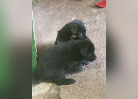 Schäferhund-Mischlingswelpen