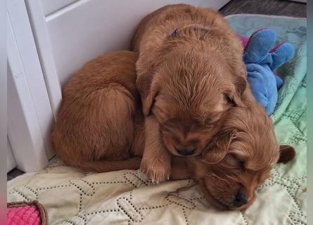 Dark Golden Retriever Welpen (Abgabe ab Mitte August)