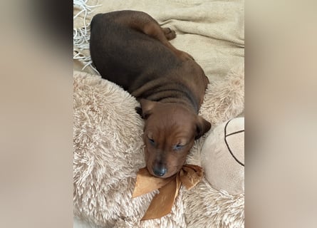 Deutscher Pinscher Welpen aus dem Haus ,,Cava Land" FCI Zucht