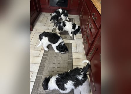 Polski Owczarek Nizinny - Polnischer Niederungs Hütehund -  PON