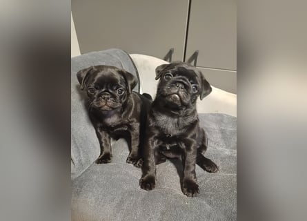 Mops welpen ab sofort Abgabe bereit.