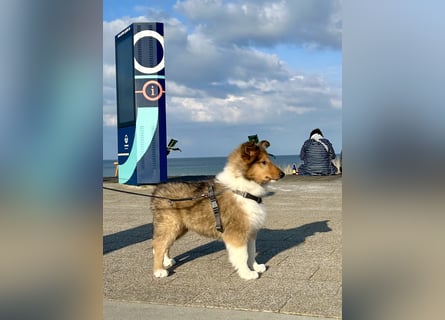 Colliewelpen im amerikanischen Typ