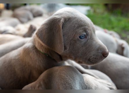 Weimaraner-Mix Welpen aus liebevoller Verpaarung – 12 kleine Wunder suchen ihr Zuhause
