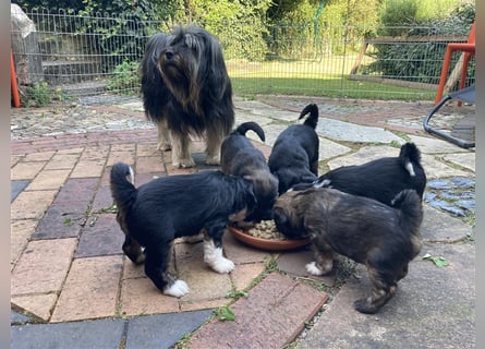 Tibet Terrier Welpen, VDH Papiere, zobel und tricolor