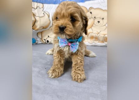 Schöne Cockapoo-Welpen
