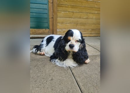Luna, unsere Cockerhündin, 4 1/2 Jahre alt, sucht liebevolle Familie