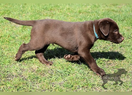 Acht reinrassige Labrador Welpen auf dem Weg in ihr neues Leben...