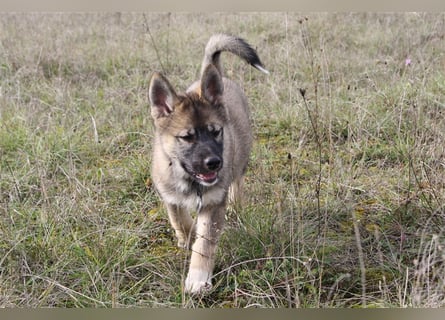 Eurasier - A. Malamute Hybrid-Welpe: Hündin, Name: Ajuma