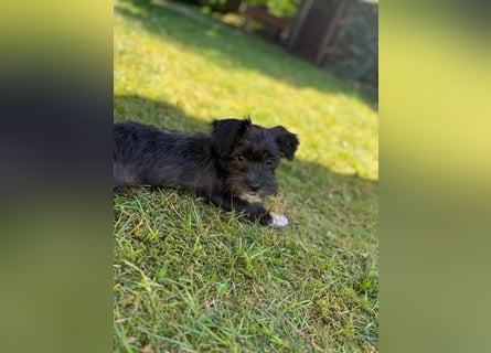Zwei süße Hundewelpen suchen noch ein liebevolles Zuhause!