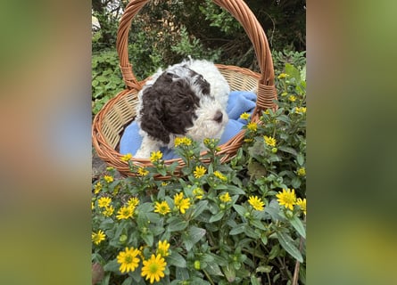Lagotto Romagnolo / Wasserhund/ Trüffel Suchhund