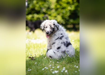 Süße Border Collie -Mudi mix Welpen