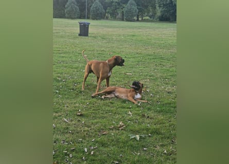 Wunderschöne Boxerwelpen!