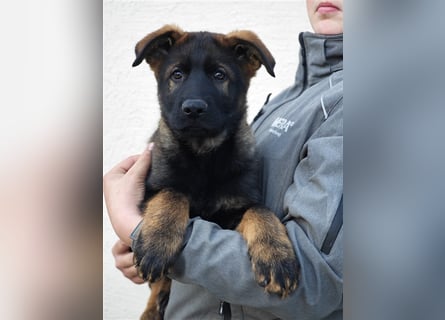 Dt. Schäferhundwelpen Rüden aus 100% DDR-Blutlinien m. SVPap..