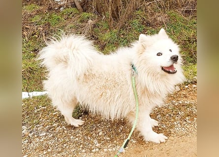 ❤️ wunderschöner Samojede LEO - 3 Jahre, 55cm/25kg