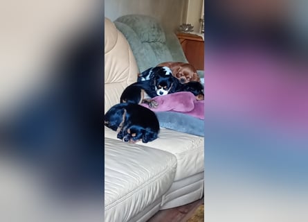 Kavalier king charles spaniel Welpen