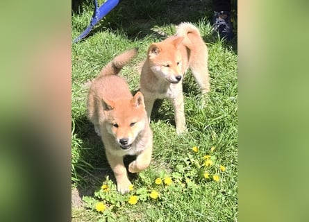 Shiba inu Welpen.   vom Haus Joe   ,Liebhaberzucht