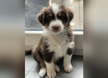 Diese süßen Australian Shepherd Welpen