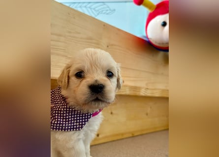Golden Retriever Welpen