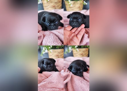 Mops Altdeutsche Mopszucht