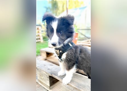 Sheltie 's wahre Seelenhunde