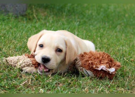 Labrador Welpen reinrassig mit Ahnentafel dürfen ab dem 25.08.25 ins neue Heim