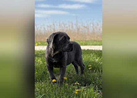 Cane Corso grau  welpen hündin Graue Hündin mit Züchtergarantie EUCH WCh-Linie zu verkaufen
