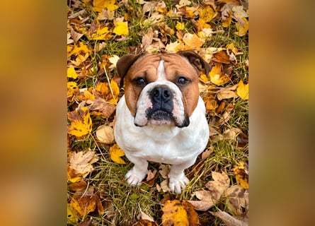 Wurfankündigung Continental Bulldogs vom Zwieseltal