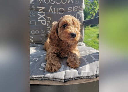 Bezaubernde English Cockerdoodle dürfen umziehen