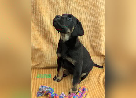 Wunderschöne Labrador Welpen