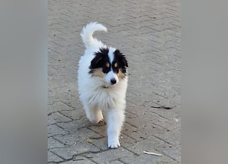 umzugsbereit, Reinr. Colliewelpen m. Ahnentafel zu verk.