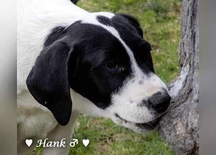 Holly und Hank  suchen ab sofort ein Zuhause
