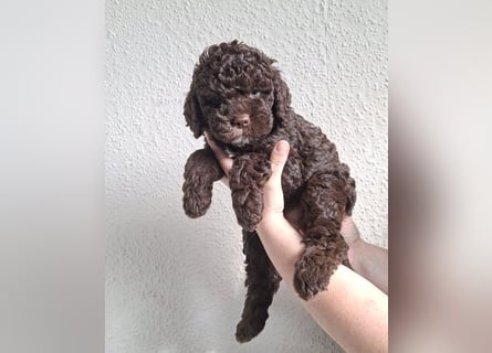 Lagotto Romagnolo Hündin mit LRWD e.V./ VDH Papieren