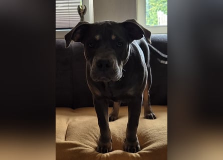 Süße Labradorwalmaraner/ American bully (pocket) Mix