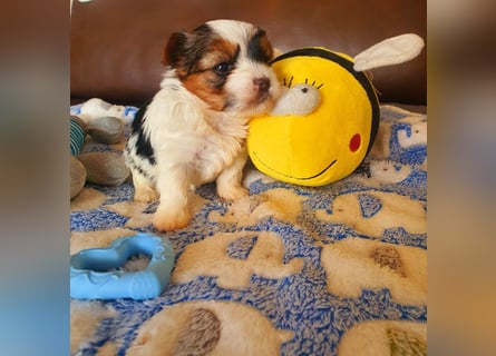 Mini  Biewer Yorkshire Welpe a la Pom Pon reinrassig / selten