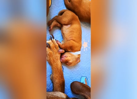 Magyar Vizsla Welpen reinrassig