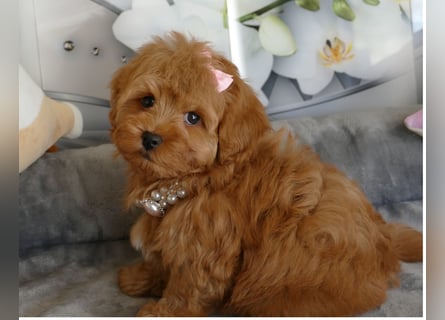 Wunderschöne Havapoo Welpen ähnlich Maltipoo (Toypudel/Zwergpudel + Havaneser)