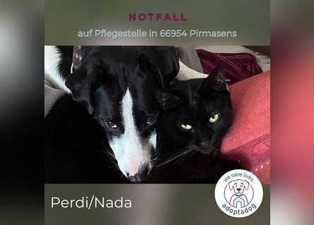Perdi: lebensfrohes Powerpaket in 66954 Pirmasens