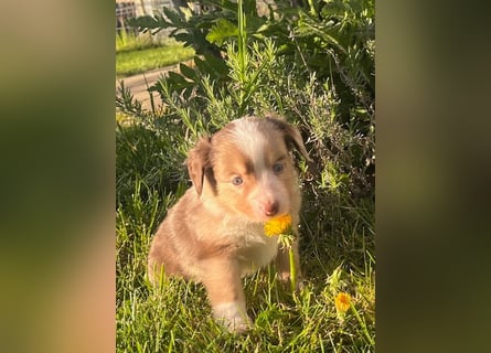Miniature Australian Shepherd Welpen m. Papieren