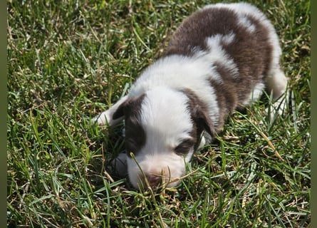 Border Collie Welpen