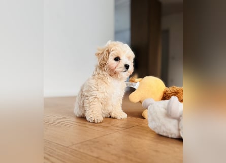 Maltipoo Pudel Malteser