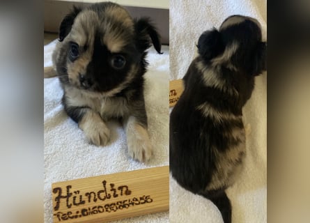 Chihuahua Welpen ab 22.08 abzugeben