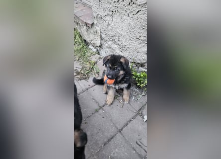 Schäferhund Welpen