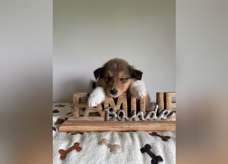Wundervolle Collie-Welpen aus liebevoller VDH-Zucht suchen ein liebevolles Zuhause